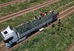 Türkiye'nin üretim merkezi Adana'da bollaştı! Fiyatı 20 liradan 2.5 liraya düştü