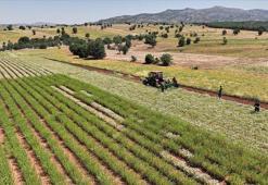 Atıl araziler şifalı toprağa dönüşüyor: Konya'da boş bulunan her yere ekimi var: Üretimi Temmuz'da başlıyor