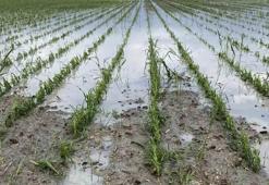 Konya tarımı için kritik zaman: Tam hasat zamanı bir ürünü soğuk vurdu! Uzmanlar uyardı