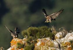 Bursa semalarında görkemli anlar: Av peşindeyken görüntülendi!