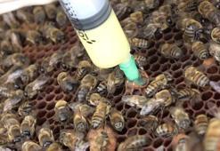 Arı sütüyle hamile kaldı! Türk bilim insanları yeni özelliğini keşfetti: ABD'de yayınlandı