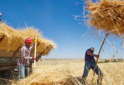 Türkiye tarımında korkutan araştırma! Gençler tarladan kaçıyor: Son 30 yılın en büyük felaketi olabilir