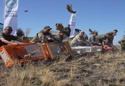 Kene avcısı kınalı keklikler doğaya salındı!