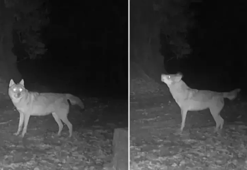 Fotokapan nedir, ne işe yarar, nasıl çalışır?