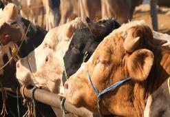 Hayvan pazarları şap hastalığı nedeniyle kapatıldı, veterinerlerden yetiştiricilere uyarı geldi! Ekonomik kayıpların önüne geçebilir
