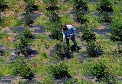 Trabzonlu girişimci deden kalma atıl araziyi üretim merkezine çevirdi! 500 TL'ye satıyor