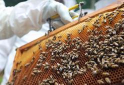 Zonguldak’ta altın değerinde üretim! Kilosu 2.500 TL, bu yıl rekolte 600 ton