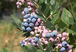 Yaban mersininde rekor ihracat hedefi: Bursalı üreticiler Avrupa ve Orta Doğu'yu fethedecek!
