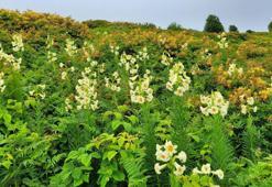 Sadece 20 gün yaşıyor! Bu çiçeği koparmanın cezası 245 bin TL