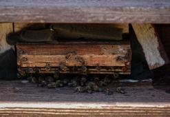 Bir doz arı havası 4 günde şifa oluyor: Konyalı ziraatçi arı çiftliği açtı, duyan oraya akın ediyor