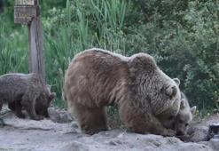 Bitlis'te ayılar musallat oldu! 3 tanesi birden film ekibine saldırdı
