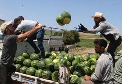 Adana'da hasat krizi! Fiyatı 2 liraya düşünce çiftçi tarlasını sürdü: Üretici isyanda