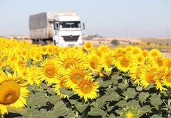 Tekirdağ'da yollar sapsarı oldu! Herkes fotoğrafını çekmek için duraklıyor