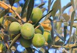 Zam kapıda: En az yüzde 40 kayıp var! Yetkililer uyardı: Bu fiyatları 'yok yılı' gelmeden kaçırmayın