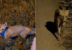 Bayburtlu vatandaşın ürkek tilkiyle imtihanı! Dakikalarca dil döktü