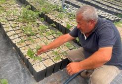 Türkiye'de yapılmayanı Bursa'da deniyorlar: Bir ilke imza attılar! 'Riskli bir iş yapıyoruz'