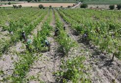 Zirai don geciktirdi ama üretim düşmedi! Hedef 2 milyar liralık gelir