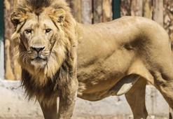 Antalya'da hayvan parkından kaçan aslan öldürüldü, saldırdığı kişi yaralandı!