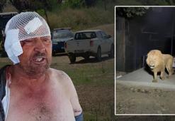 Antalya'da aslan dehşeti! Saldırıya uğrayan çiftçi o anları anlattı: Şu anda ben de belki de yoktum