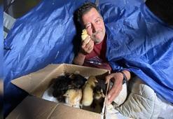 Eskişehir sokaklarında yürek burkan hayat hikayesi! Ali Amca Aydın'dan civcivleriyle geldi: 'Bunlar satılık değil, okşamalık!'