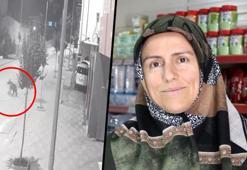 Antalya'da aslan, Sivas'ta ayı! 'Bende bir tedirginlik yok, karşı karşıya bile gelmek isterim'