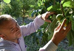 Manisa'nın yedivereninde hasat başladı! Sezon bitene kadar 7 defa meyve verecek