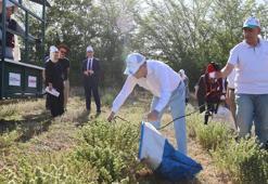 Hasadına başlandı: 25 dönümden 3,5 ton toplandı, ilaçtan takviye gıdaya her alanda kullanılıyor