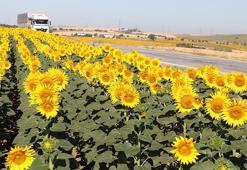 Ayçiçeği hasadı yaklaşırken Çukurova'dan kritik uyarı: Tarife kontenjanı acilen açıklanmalı!
