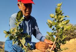 Siirtli çiftçiler ağaçlarını yeşil altına çevirmek için kolları sıvadı: Bu kritik aşılama süreci bölgeyi zenginleştiriyor!