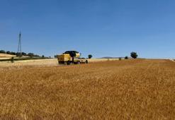 Hasat başladı! Türkiye'nin unu ve ekmeği buradan çıkıyor