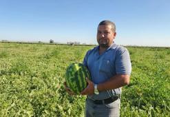 Üretici, zararına satmaktansa ücretsiz dağıtacak! Sezon başında 25 liraydı şimdi tarlada kilosu 1 liraya düştü
