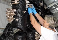 Piyasayı alt üst ettiler! Sinoplu kadınlar tonlarca üretim yapınca fiyatlar yarıya düştü