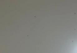 Eskişehir'de bir mahalleyi sardı: Yapışıp kalıyor, geceleri zeminde toplanıyor!