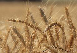 Buğdayda fiyat dalgası: Makarna arttı, ekmek sabit!