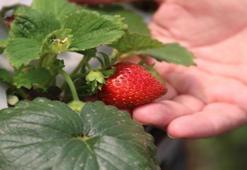 Yöntem Japonya'dan üretim Eskişehir'den: Sayı bir anda 30 bin adete çıktı!