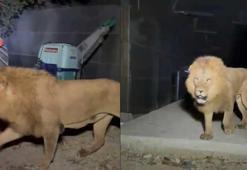 Antalya'da aslan çiftçiye dehşeti yaşatmıştı! Veterinerlerden çarpıcı tedbirsizlik ve etik açıklaması