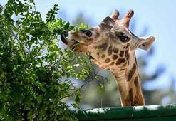Gaziantep hayvanat bahçesi giriş ücreti, yol tarifi ve açılış - kapanış saati