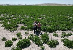 Türkiye'nin ihtiyacını Konya karşılıyor: 7 bin 500 ton hasat başladı