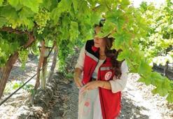 Manisa resmen döviz basacak! Stratejik ürün Superior Seedless için tarih belli oldu