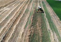 Bereketli Bafra Ovası'nda hasat başladı! Samsun'da buğdayın fiyatı belli oldu
