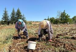 Kavurucu sıcakların altında hasat başladı! Bu lezzet 90 liraya satın alınabiliyor