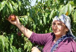 Çukurova'da Şeftali hasadı başladı! Don ve kar vurdu, fiyatlar 50 TL'ye dayandı! Yüzde 90 verim kaybı çiftçiyi kara kara düşündürüyor