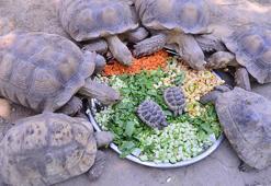 Bursa'da kaplumbağaların serpme kahvaltı keyfi! Sıcak havada böyle serinlediler
