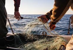 Denizler alarm veriyor: Akdeniz'de balık türleri tehlike altında! Berlam gitti, zehirli balon balığı geldi!