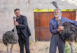 Diyarbakır'da yalnızlıktan anksiyete bozukluğu başlayan 'firari' deve kuşu muradına erdi!