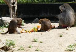 Bursa Hayvanat Bahçesi'nde sıcaklarla mücadele: Hayvanlara buzlu kokteyl keyfi!