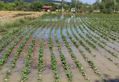 Samsun'da su taşkını mahalleyi esir aldı: Ürünlerin yüzde 90'ı çöp oldu!