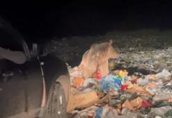 Sarıkamış'ta ilginç anlar: Aç ayılar çöplüğe indi, vatandaşlar tehlikeye aldırmadan kayda aldı