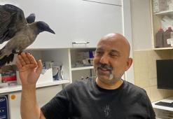 Veteriner hekim yaralı bulduğu kargayı tedavi ettirdi, sağlığına kavuşturup doğaya saldı