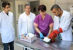 Kaplumbağa 'Tosbik' diş dolgusuyla hayata tutundu